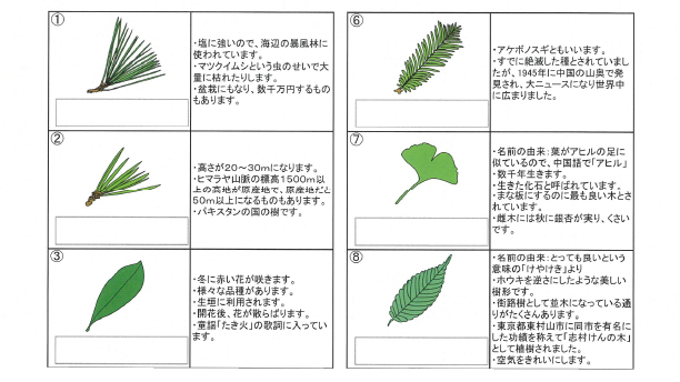 この木なんの木？樹木名当てクイズゲーム